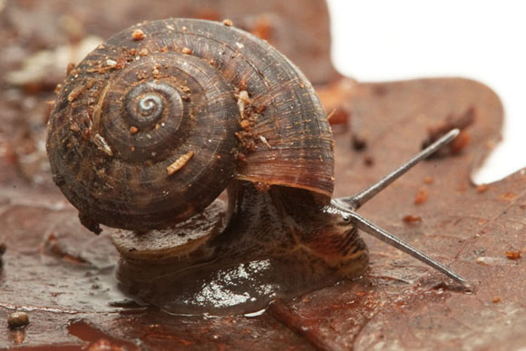 Cyclophorus sp. Benteng, Selayar, Indonesia